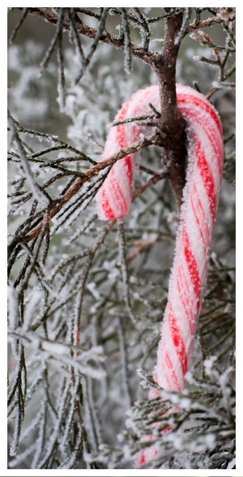 frozen candy cane hanging from branch