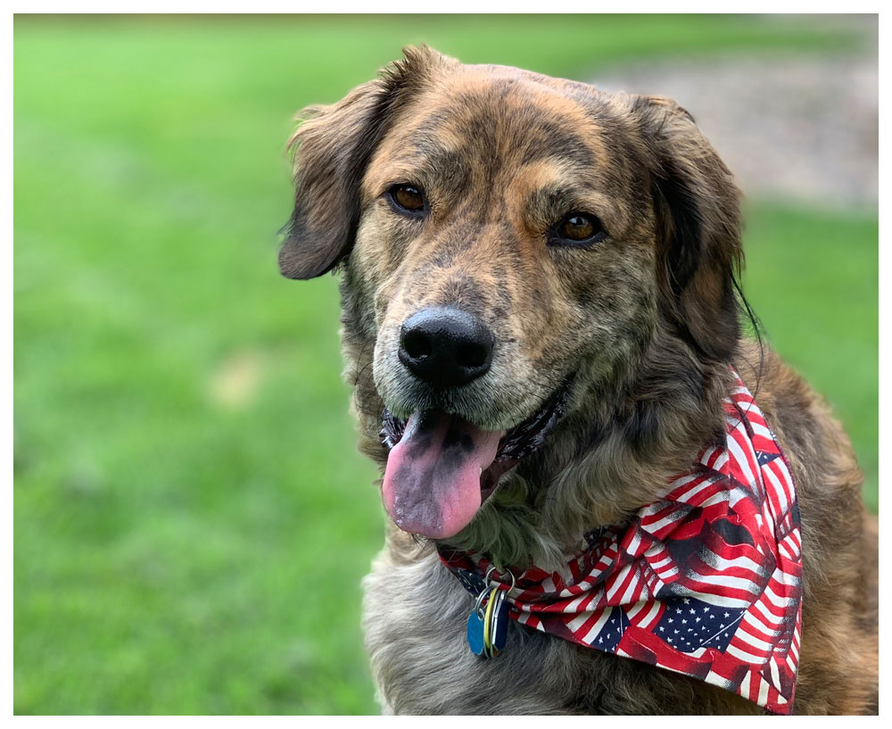 golden retriver with scarf on