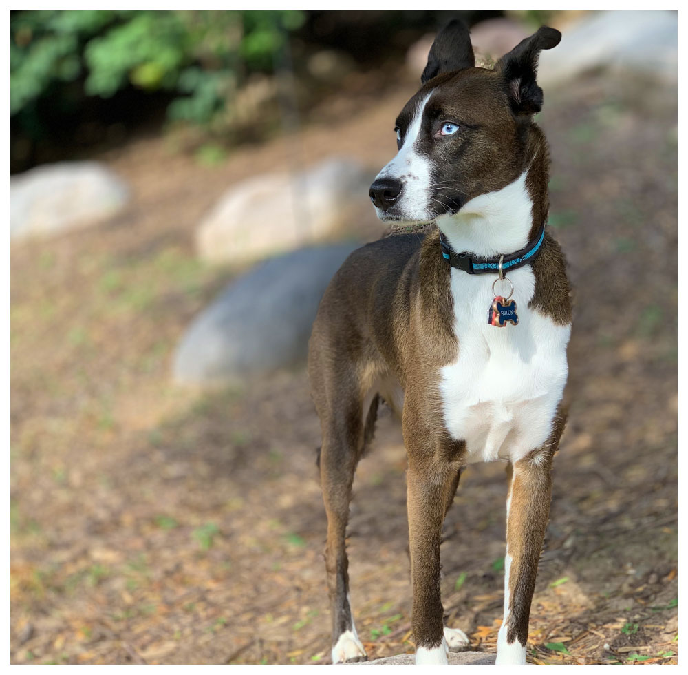 brown and white dog with blue eyes watching somthing