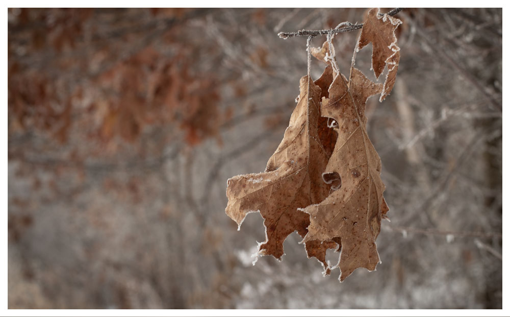 frozen leaf